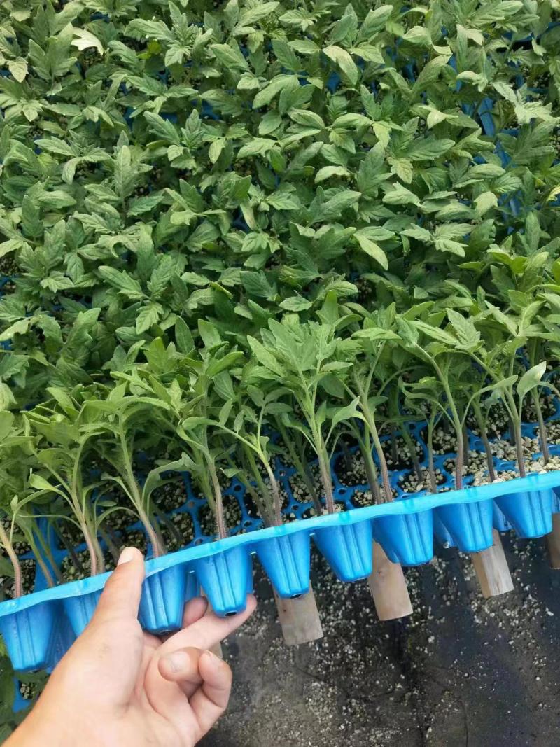 西红柿苗大果硬粉早熟抗病毒抗死颗抗根结线虫产量高