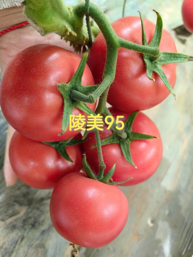 西红柿苗大果硬粉早熟抗病毒抗死颗抗根结线虫产量高