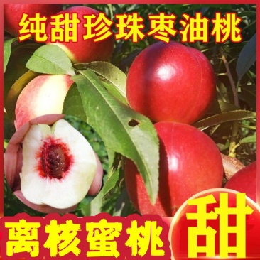 产地【珍珠枣油桃】蜜甜枣油桃现摘大量有货又脆又甜