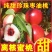 产地【珍珠枣油桃】蜜甜枣油桃现摘大量有货又脆又甜