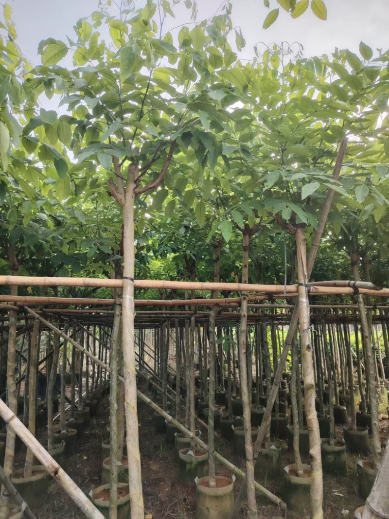 腊肠树5～10公分产地直发规格齐全质量保证