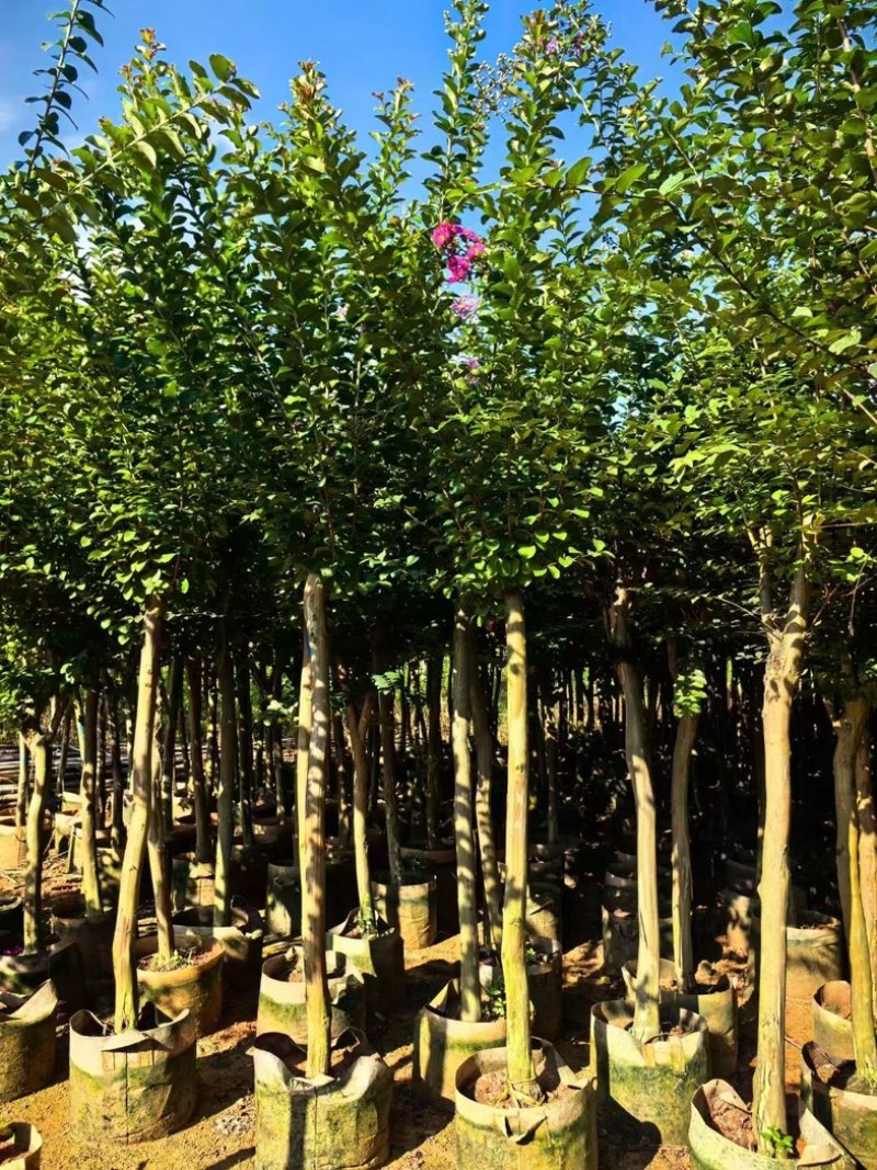 红火箭紫薇/细叶紫薇5～10公分产地直发质量保证