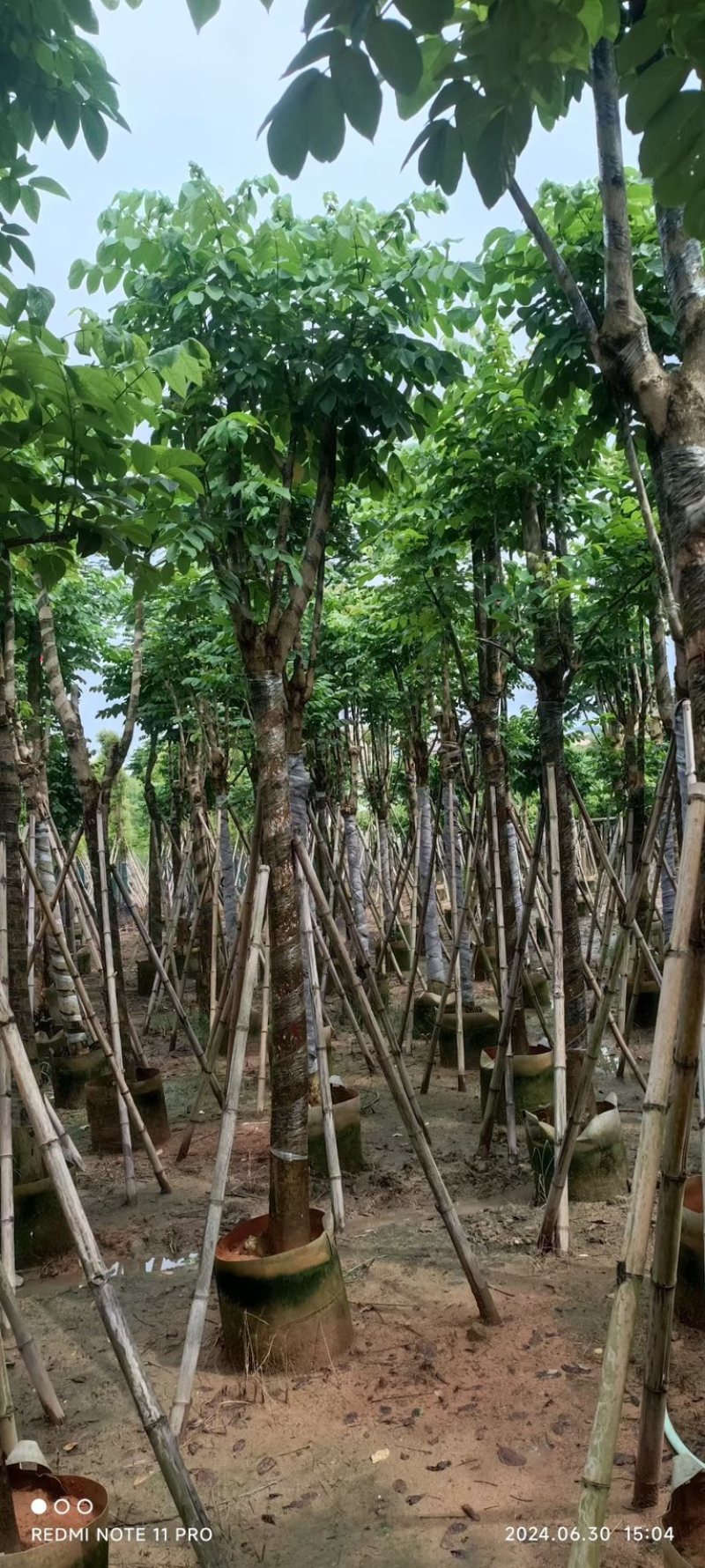 骨架火焰木15～25公分产地直发规格齐全质量保证