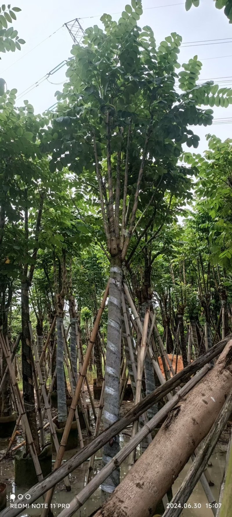 骨架火焰木15～25公分产地直发规格齐全质量保证