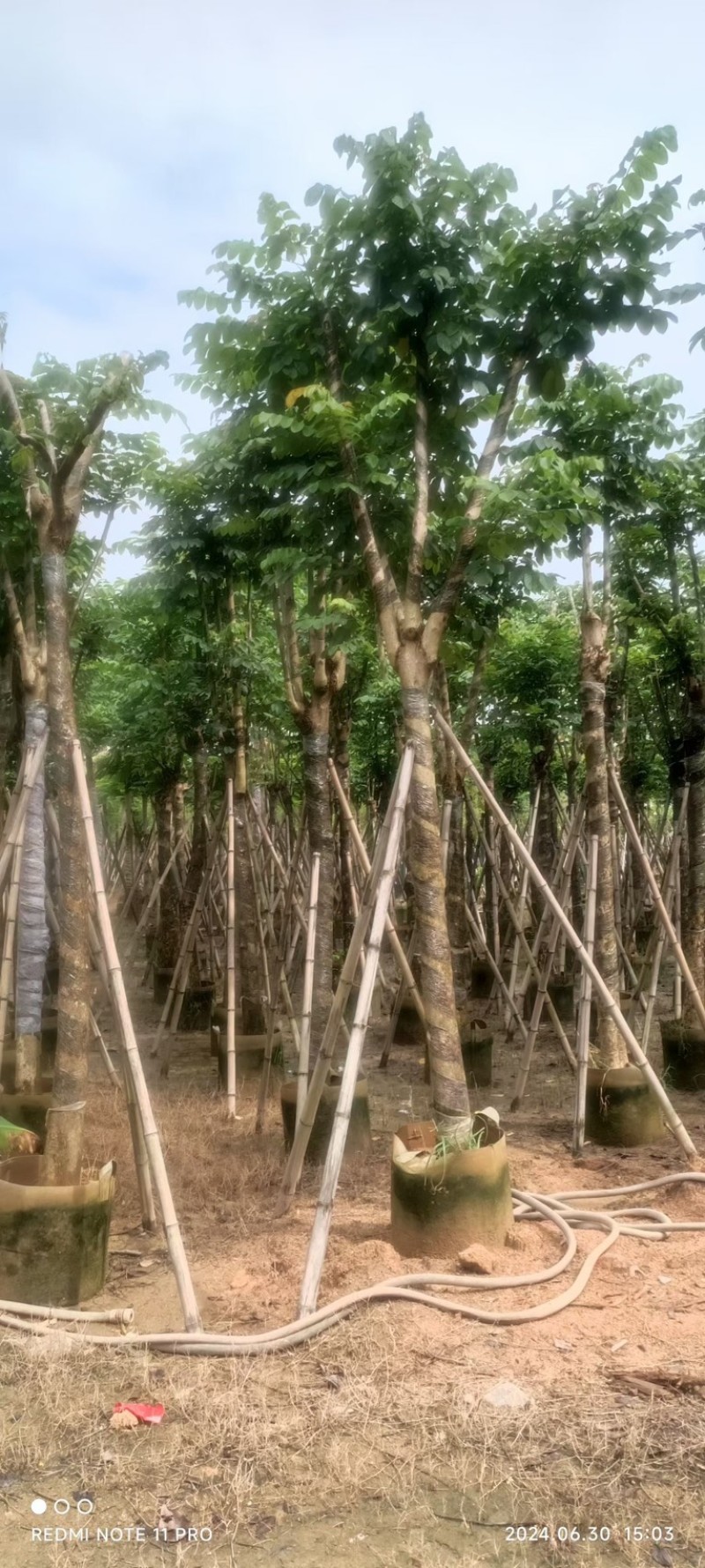 骨架火焰木15～25公分产地直发规格齐全质量保证