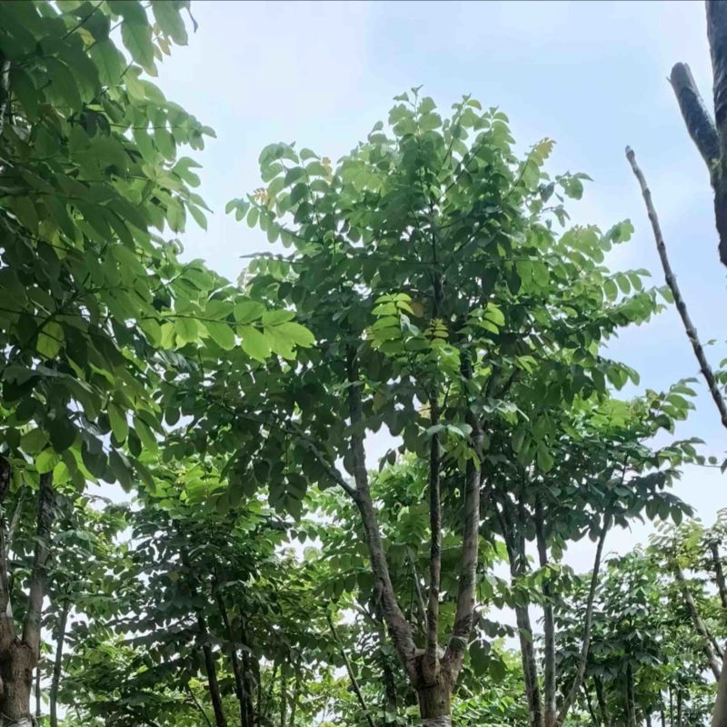 骨架火焰木15～25公分产地直发规格齐全质量保证