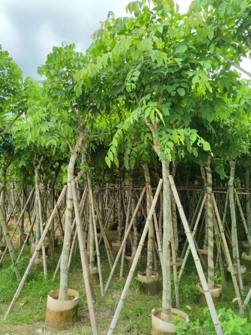 腊肠树8～15公分产地直发规格齐全质量保证