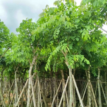 腊肠树8～15公分产地直发规格齐全质量保证