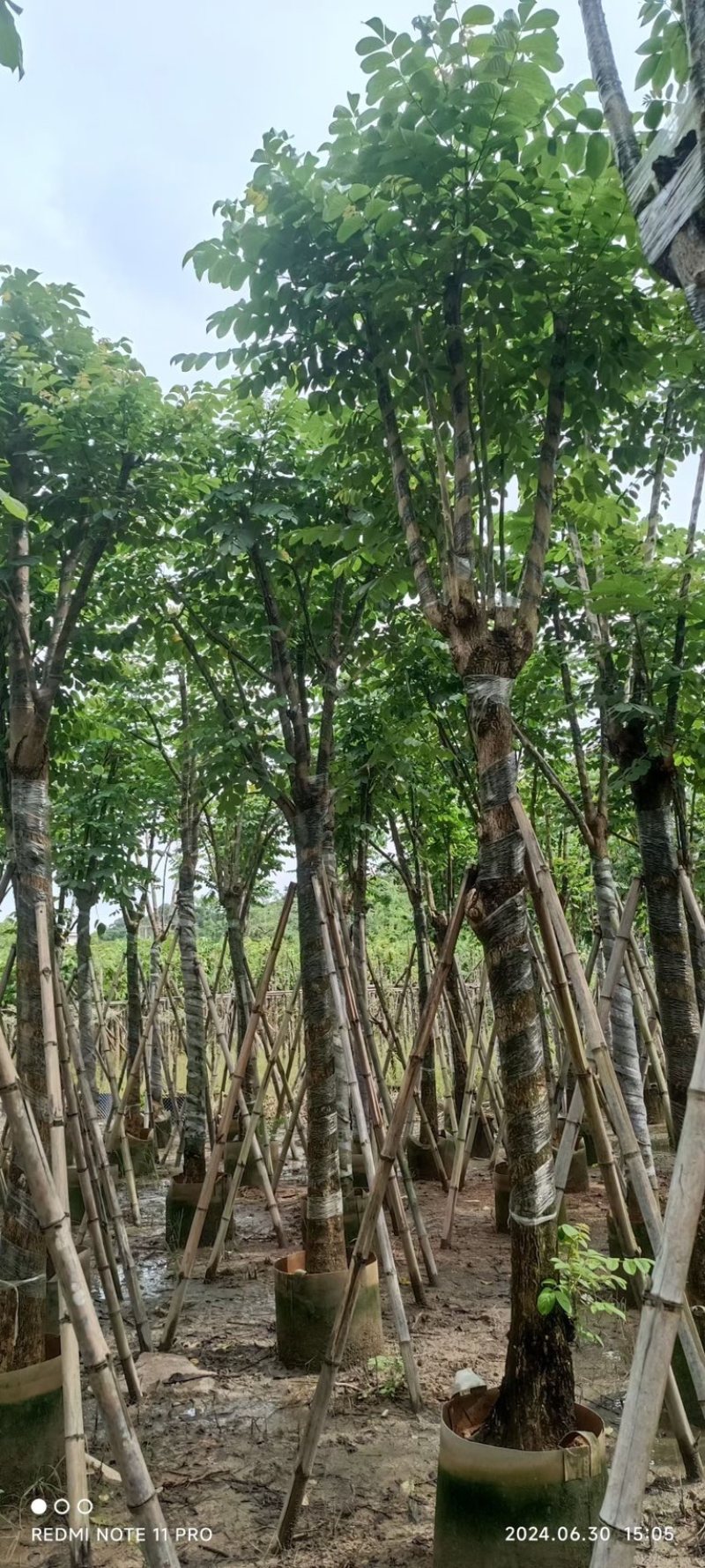 骨架火焰木15～20公分产地直发规格齐全质量保证