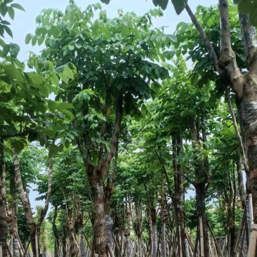 骨架火焰木15～20公分产地直发规格齐全质量保证