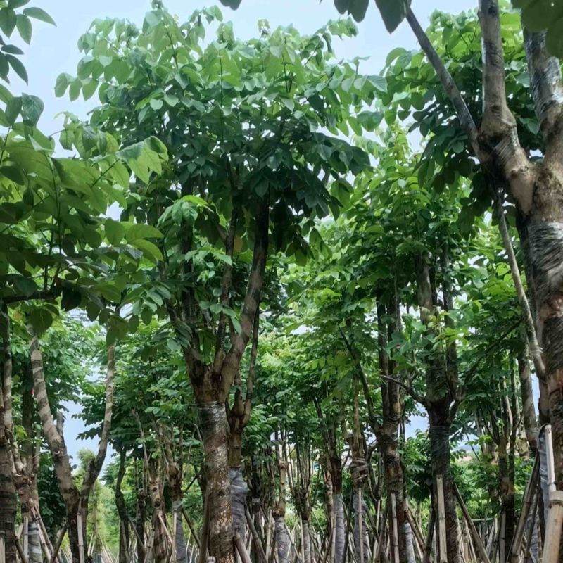 骨架火焰木15～20公分产地直发规格齐全质量保证
