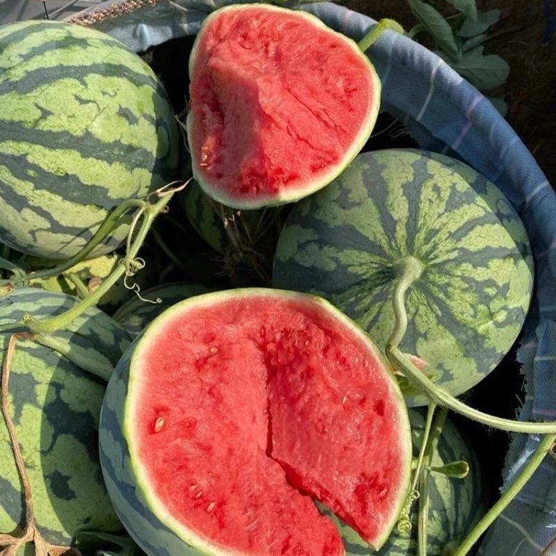 【精品】河南夏邑美都西瓜新鲜水果大量上市，欢迎老板预订