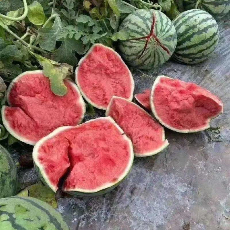 【精品】河南夏邑美都西瓜新鲜水果大量上市，欢迎老板预订