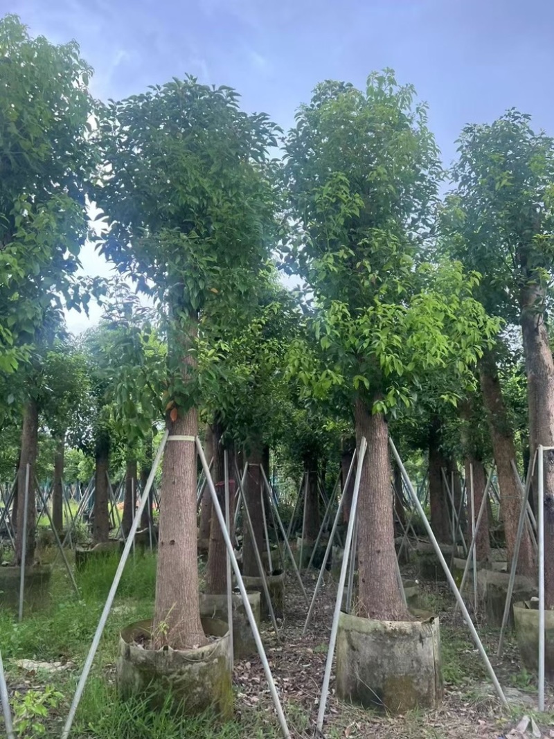 光杆香樟20～30公分产地直发规格齐全质量保证