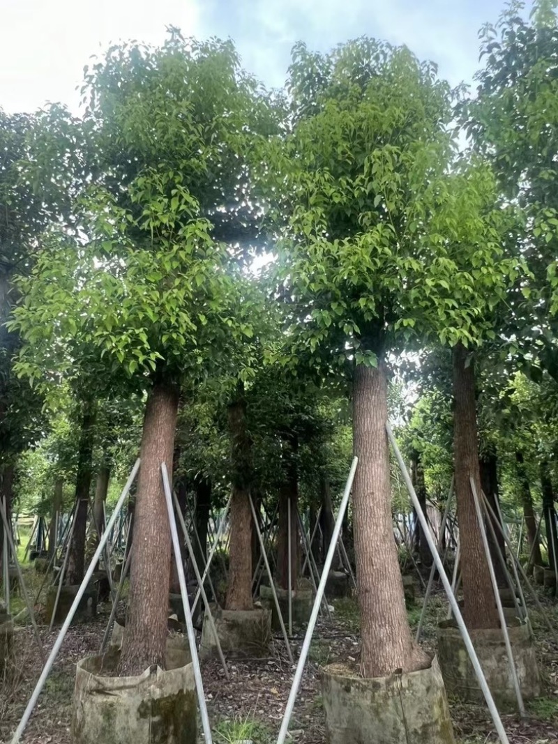 光杆香樟20～30公分产地直发规格齐全质量保证