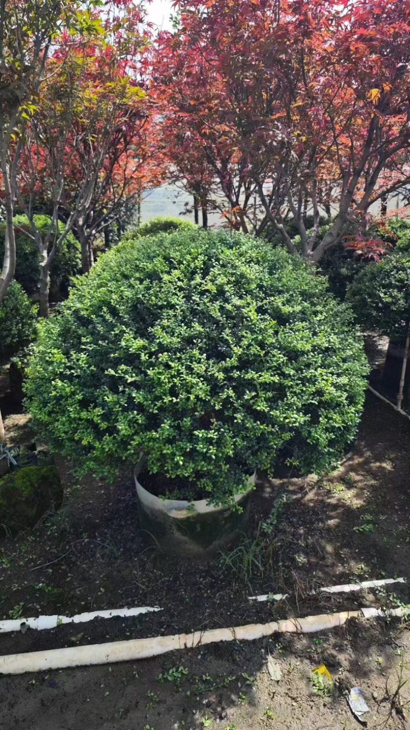 龟甲冬青球1米至2米产地直发规格齐全质量保证