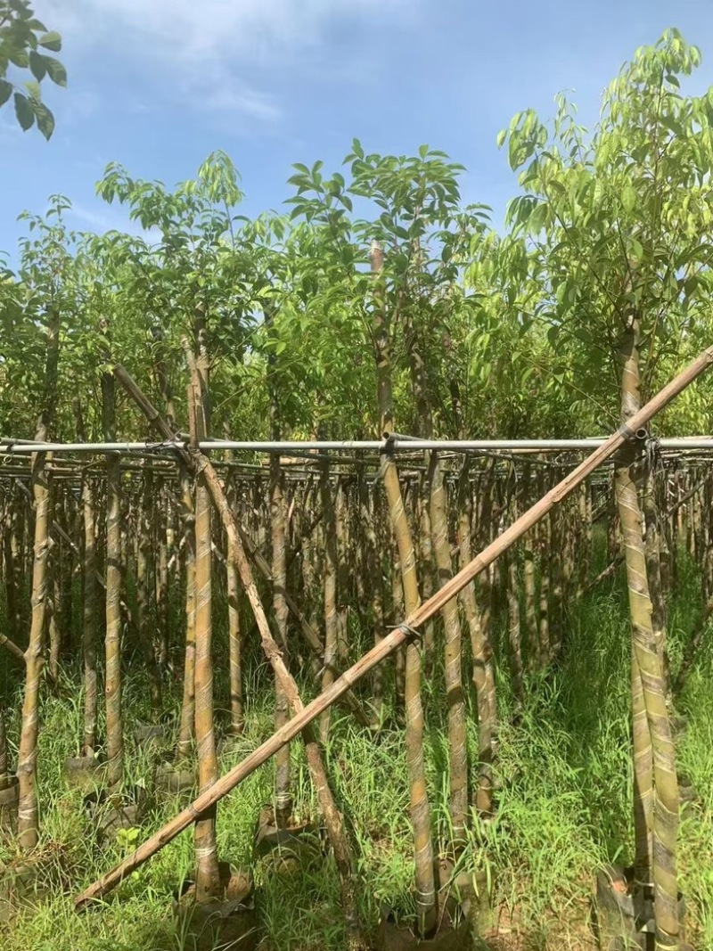 阴香树/天竺桂5～15公分产地直发规格齐全质量保证