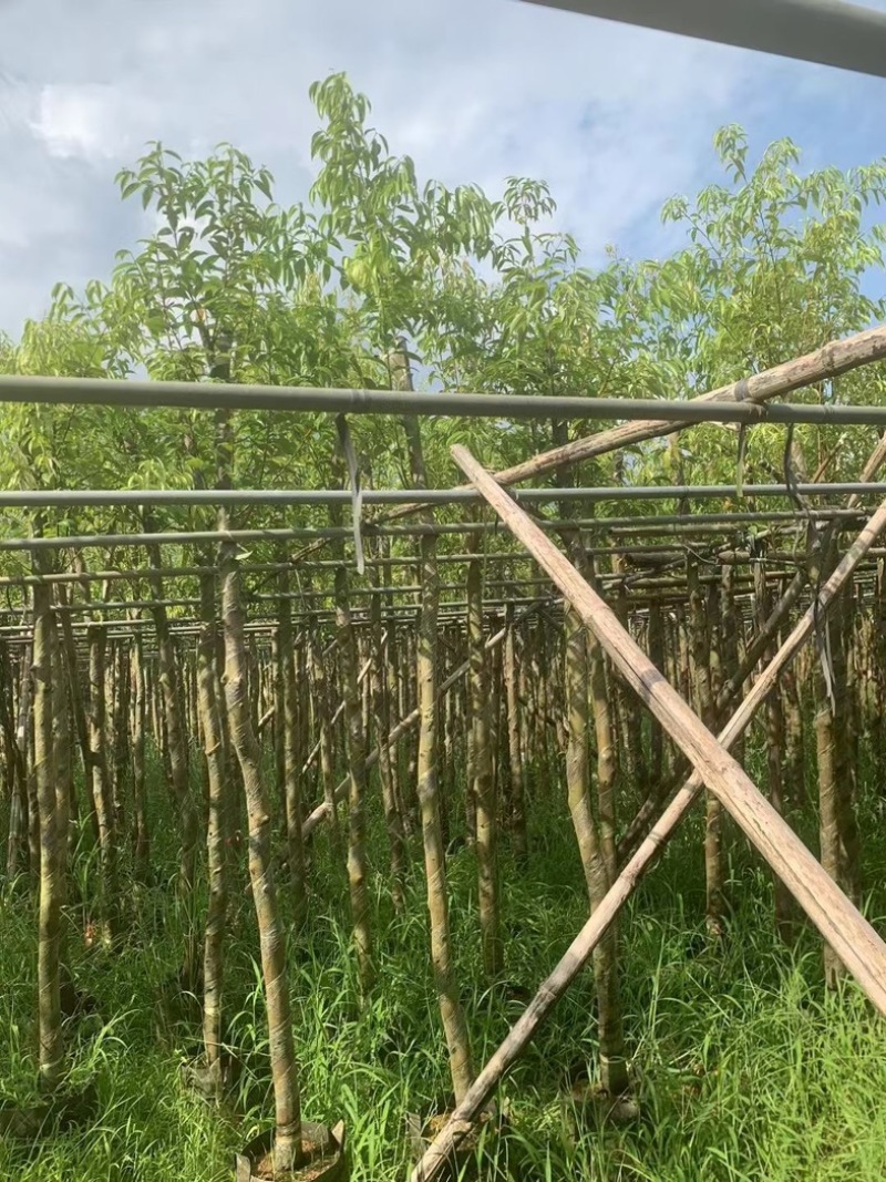 阴香树/天竺桂5～15公分产地直发规格齐全质量保证