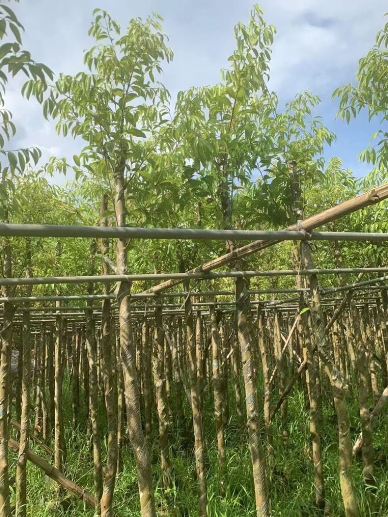 阴香树/天竺桂5～15公分产地直发规格齐全质量保证