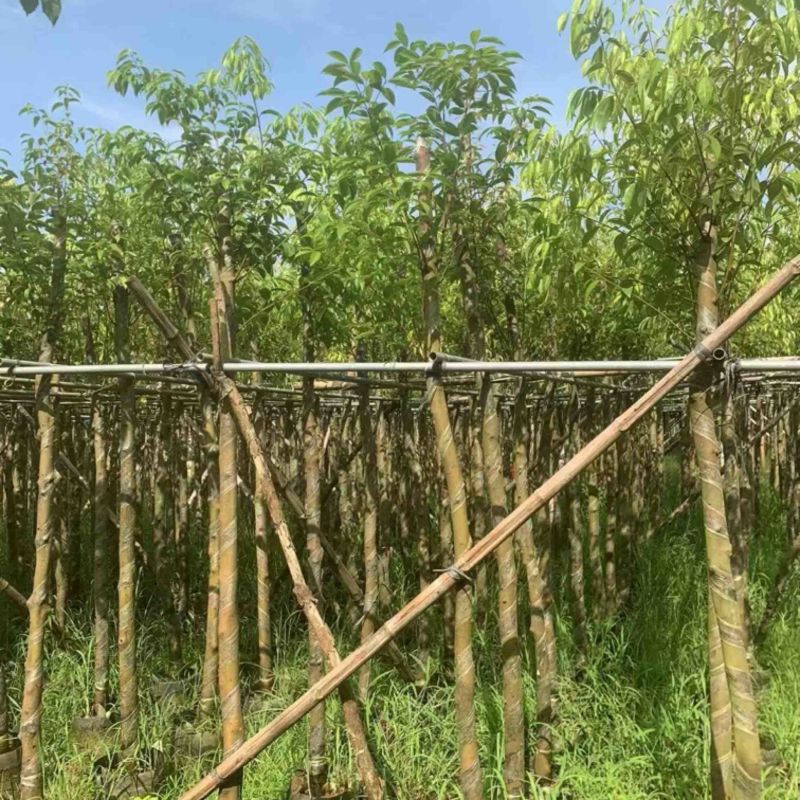 阴香树/天竺桂5～15公分产地直发规格齐全质量保证