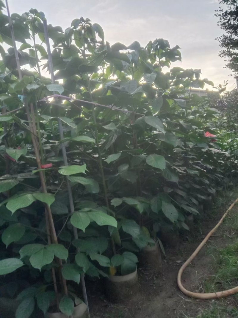 秋枫原生苗1米至2米产地直发规格齐全质量保证