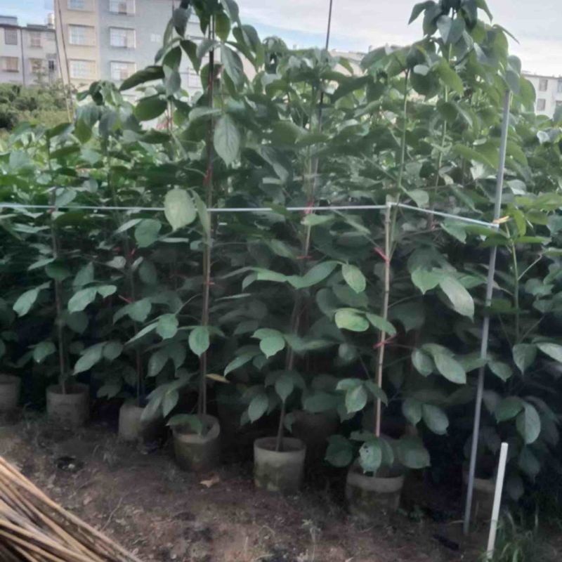 秋枫原生苗1米至2米产地直发规格齐全质量保证