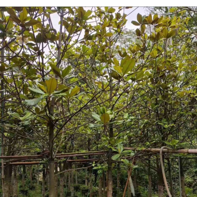 广玉兰5～15公分产地直发规格齐全质量保证