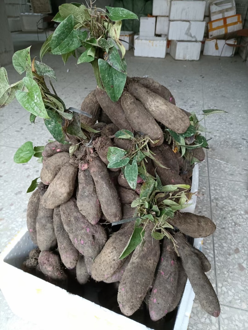 中介0.2一斤，赣南紫山药脚板薯