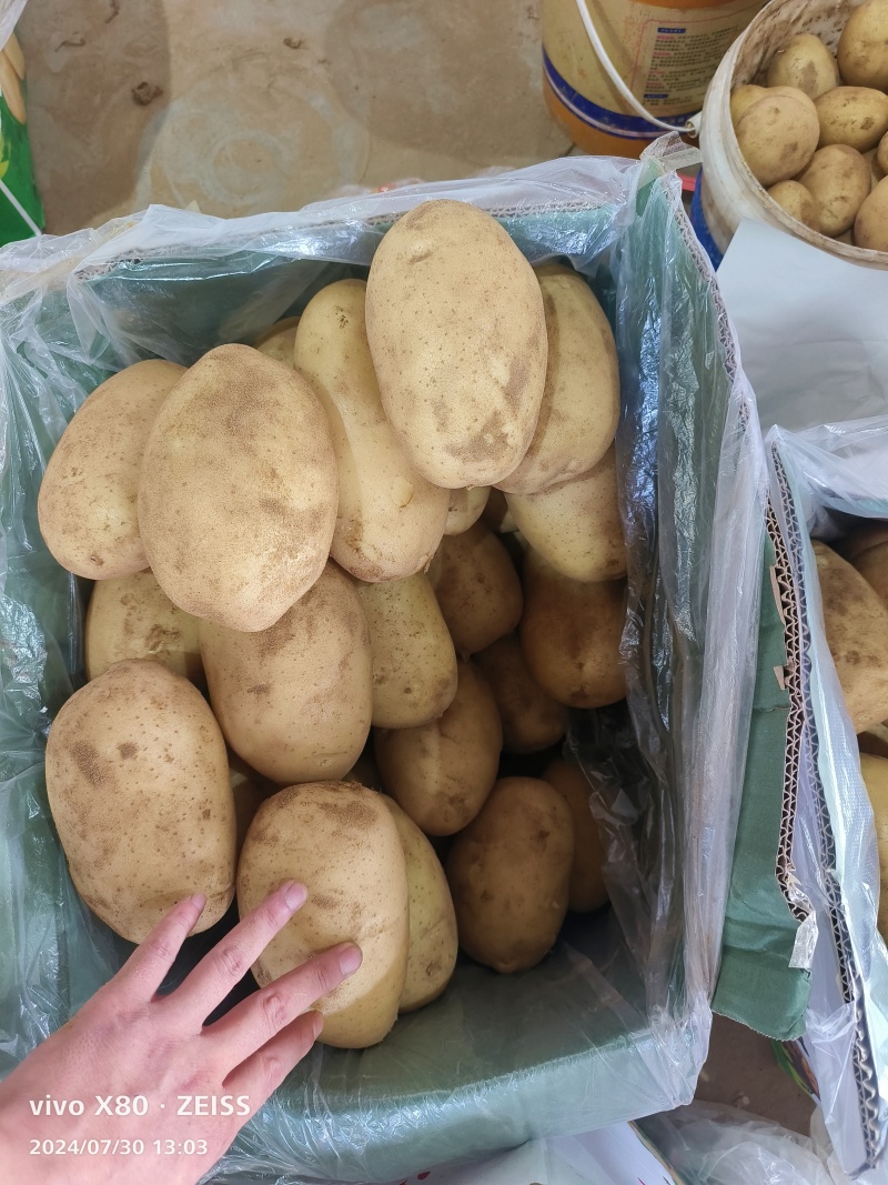 荷兰黄皮黄心中号土豆2到4，鲜货加工，无次品，全国发货