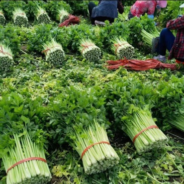 东北芹菜大量上市需要的联系我全国代发，欢迎客商洽谈采购