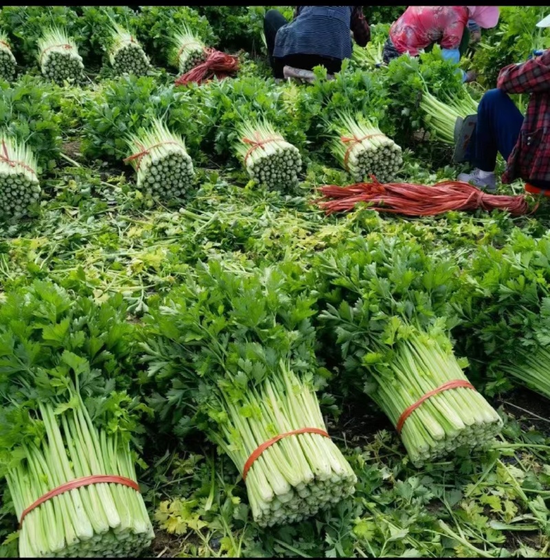 东北芹菜大量上市需要的联系我全国代发，欢迎客商洽谈采购