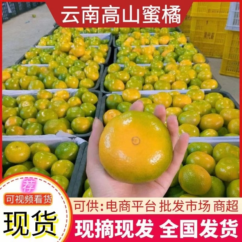 【代发全国】云南高山蜜橘皮薄多汁电商批发商超出口