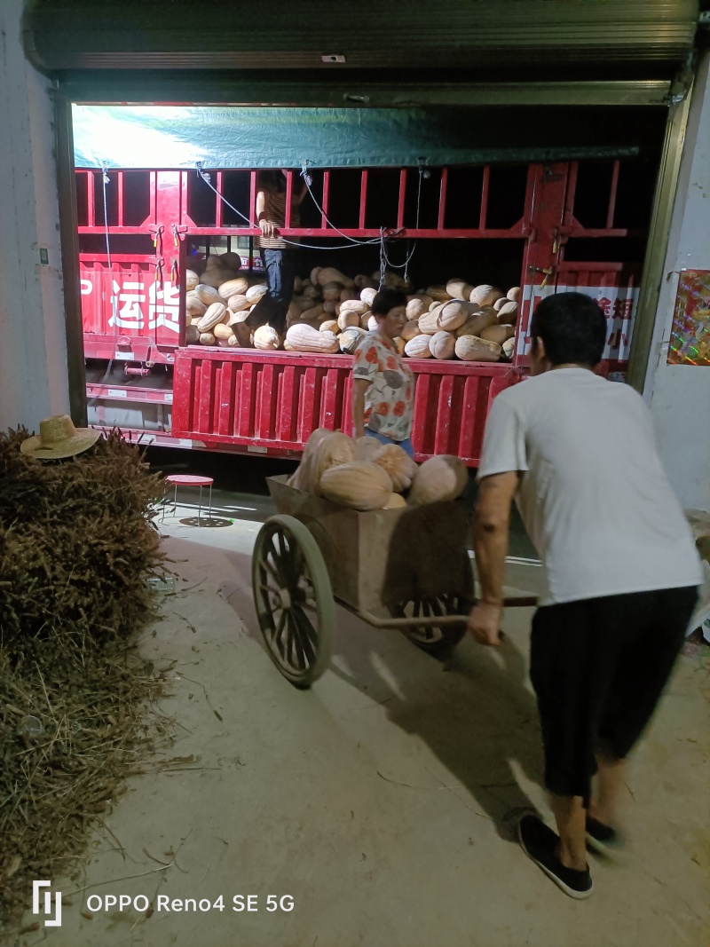 瓦岗丘陵地老南瓜