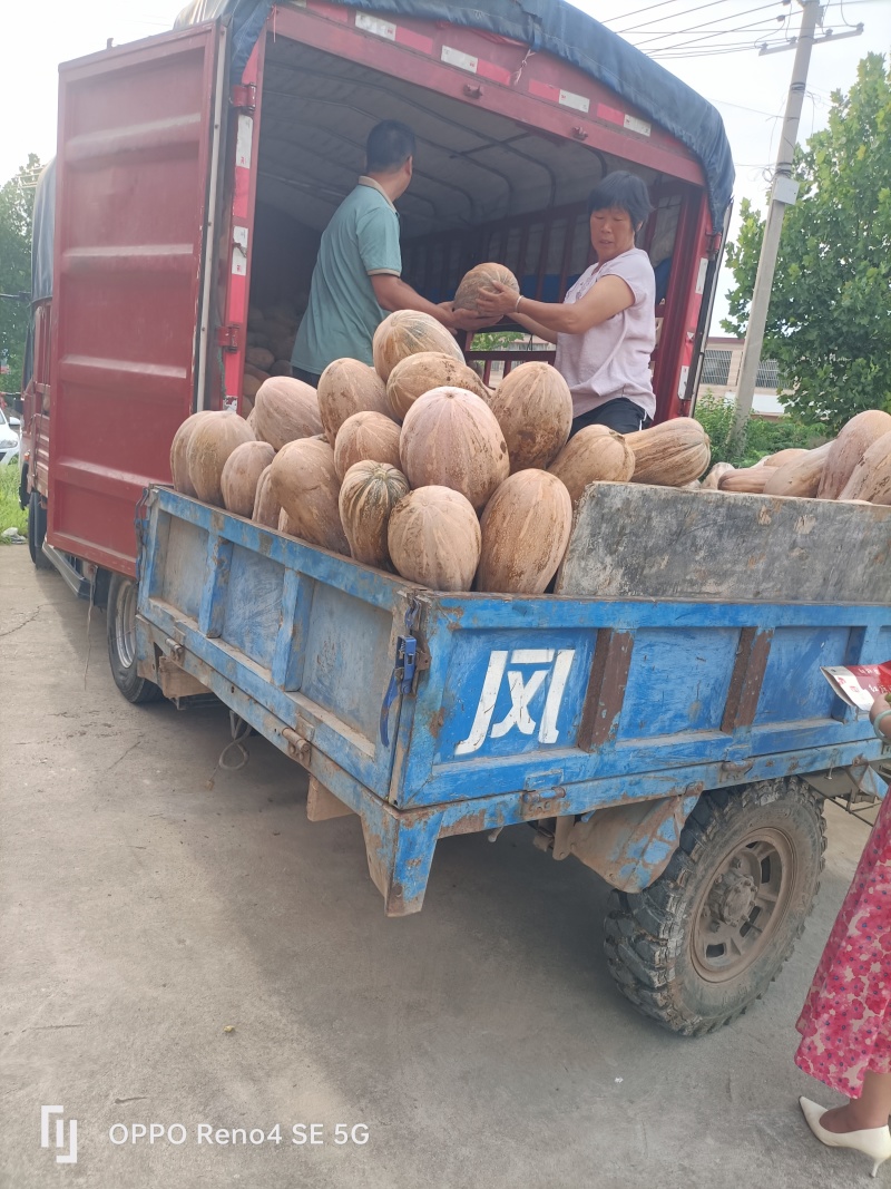 瓦岗丘陵地老南瓜