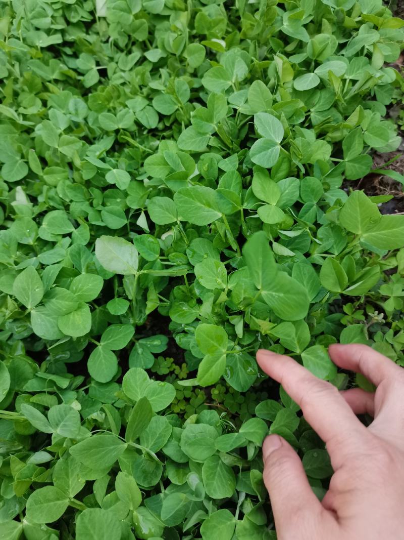 大叶无须白豌豆