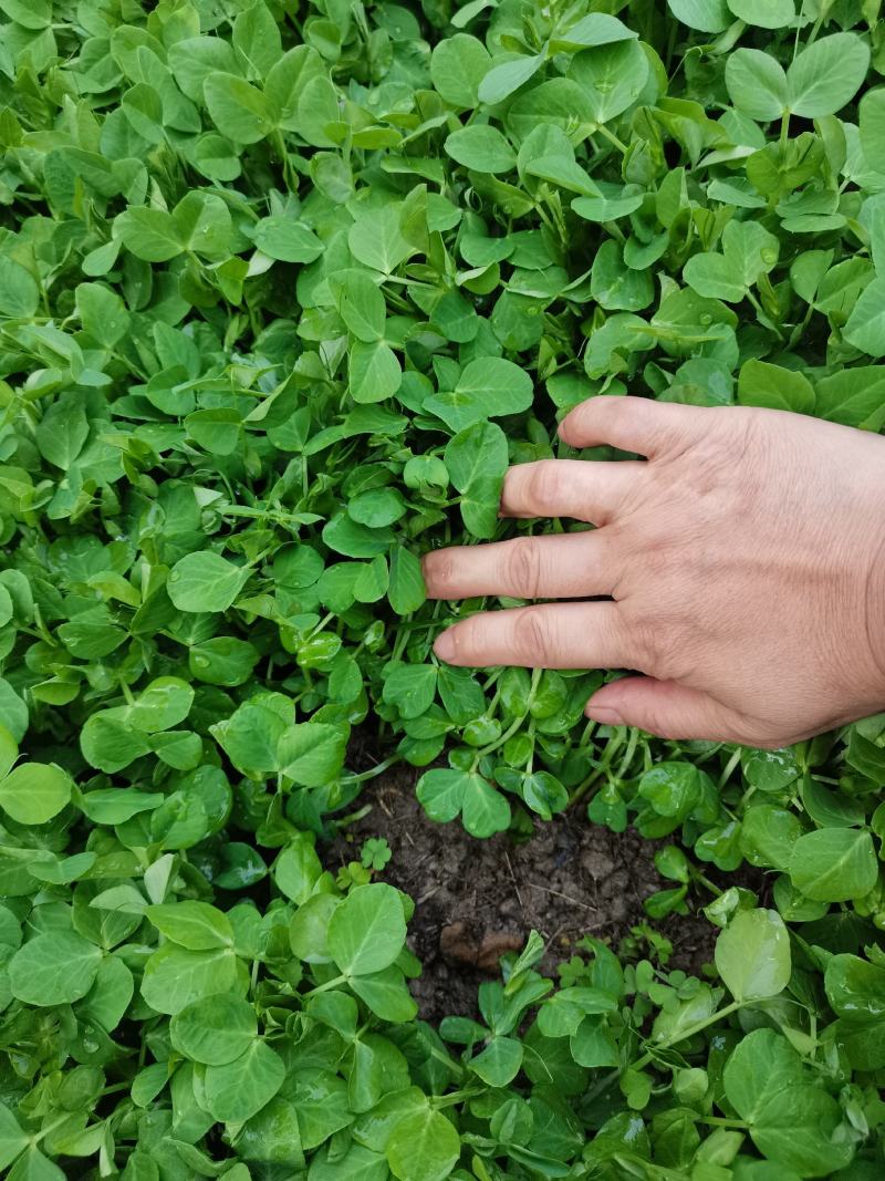 大叶无须白豌豆
