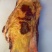 内蒙古草原溜达牛，黄膘牛肉