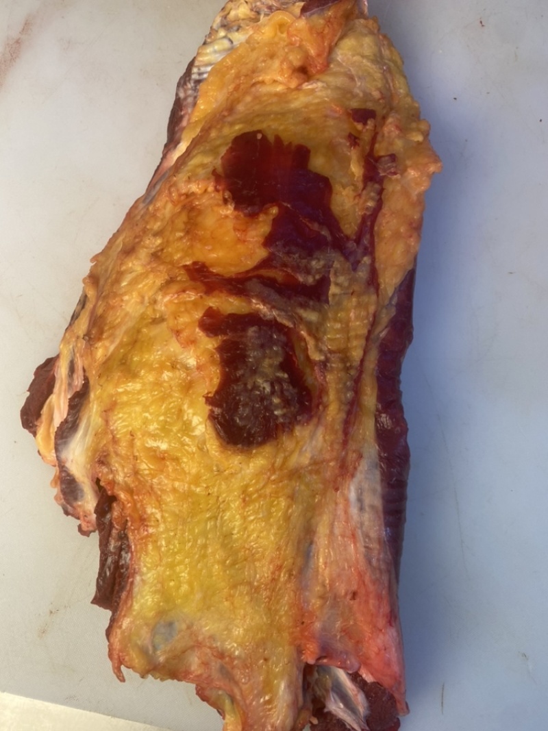 内蒙古草原溜达牛，黄膘牛肉