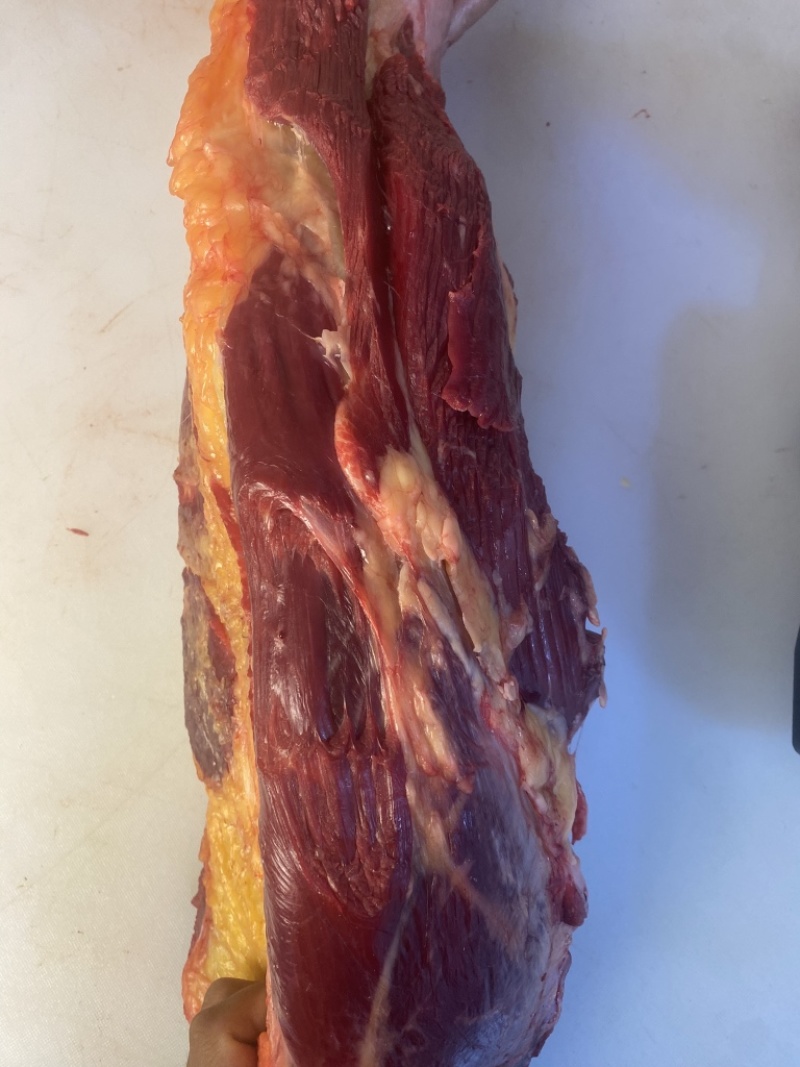 内蒙古草原溜达牛，黄膘牛肉