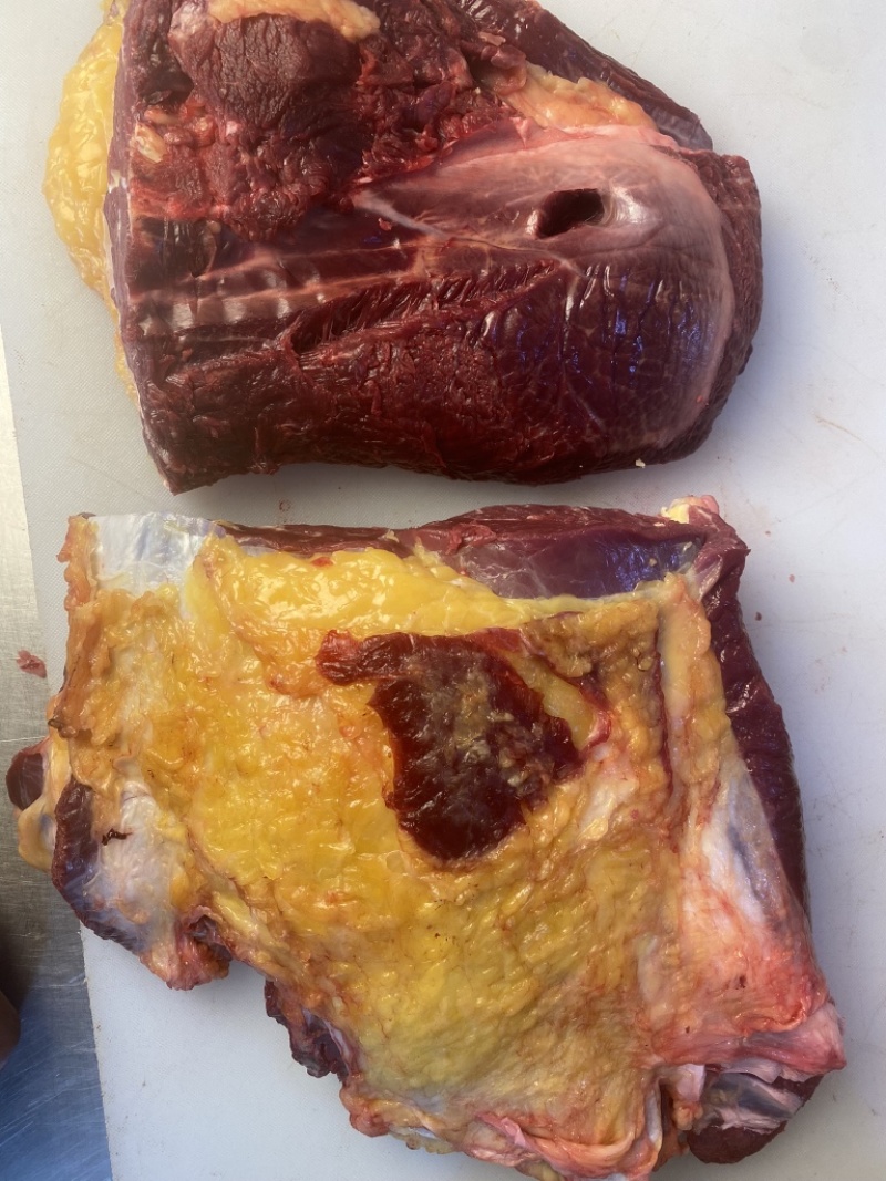 内蒙古草原溜达牛，黄膘牛肉