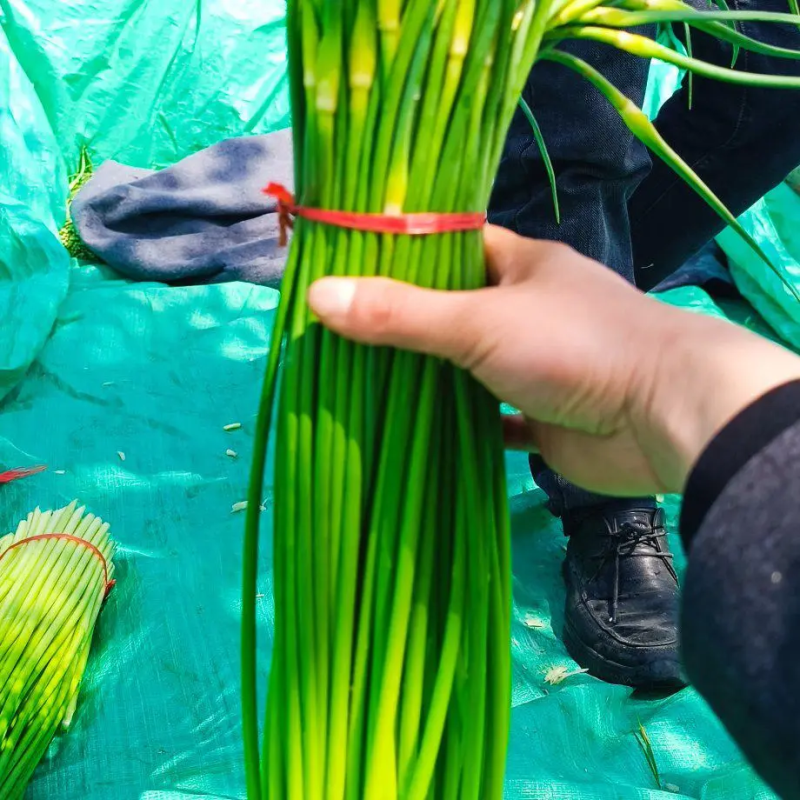 山东济宁蒜苔产地直发货源充足对接全国电商，商超市场
