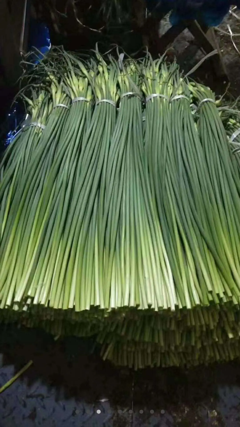 山东济宁蒜苔产地直发货源充足对接全国电商，商超市场