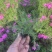 福禄考又名芝樱，多年生宿根花卉，可过冬，货量大，
