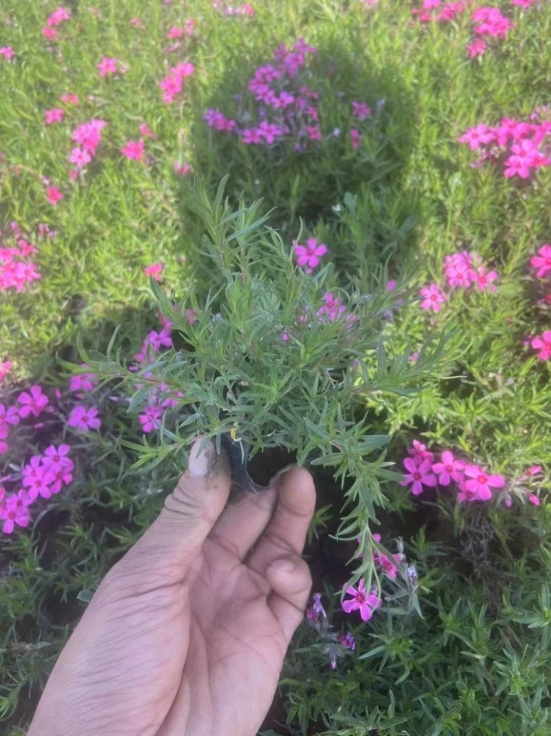 福禄考又名芝樱，多年生宿根花卉，可过冬，货量大，