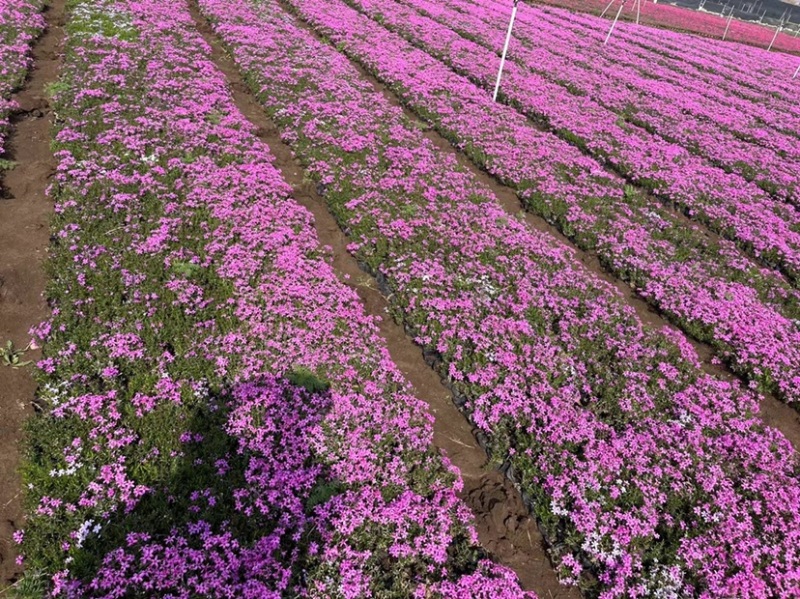 福禄考又名芝樱，多年生宿根花卉，可过冬，货量大，