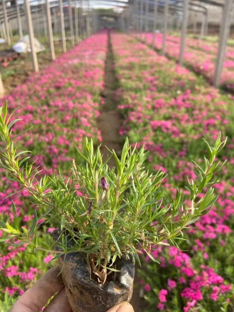 福禄考又名芝樱，多年生宿根花卉，可过冬，货量大，