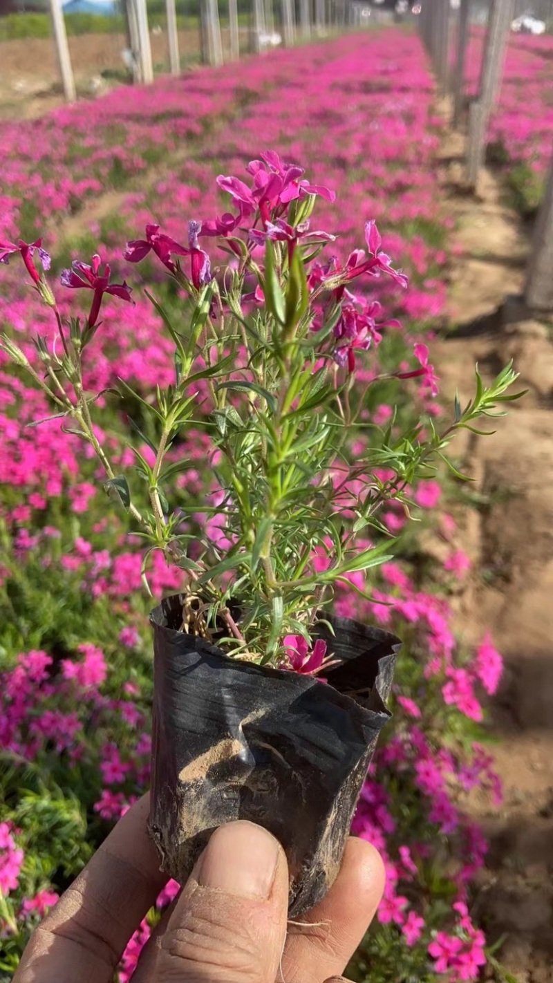 福禄考又名芝樱，多年生宿根花卉，可过冬，货量大，