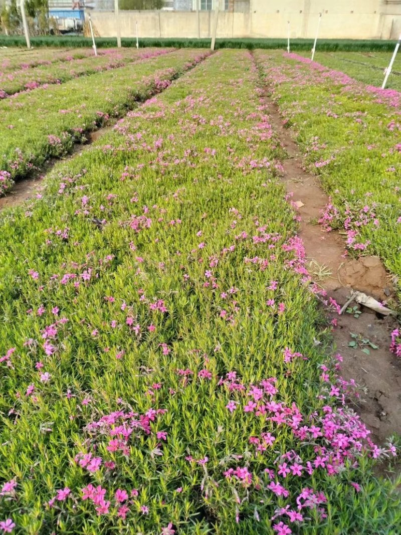 福禄考又名芝樱，多年生宿根花卉，可过冬，货量大，