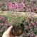 福禄考又名芝樱，多年生宿根花卉，可过冬，货量大，