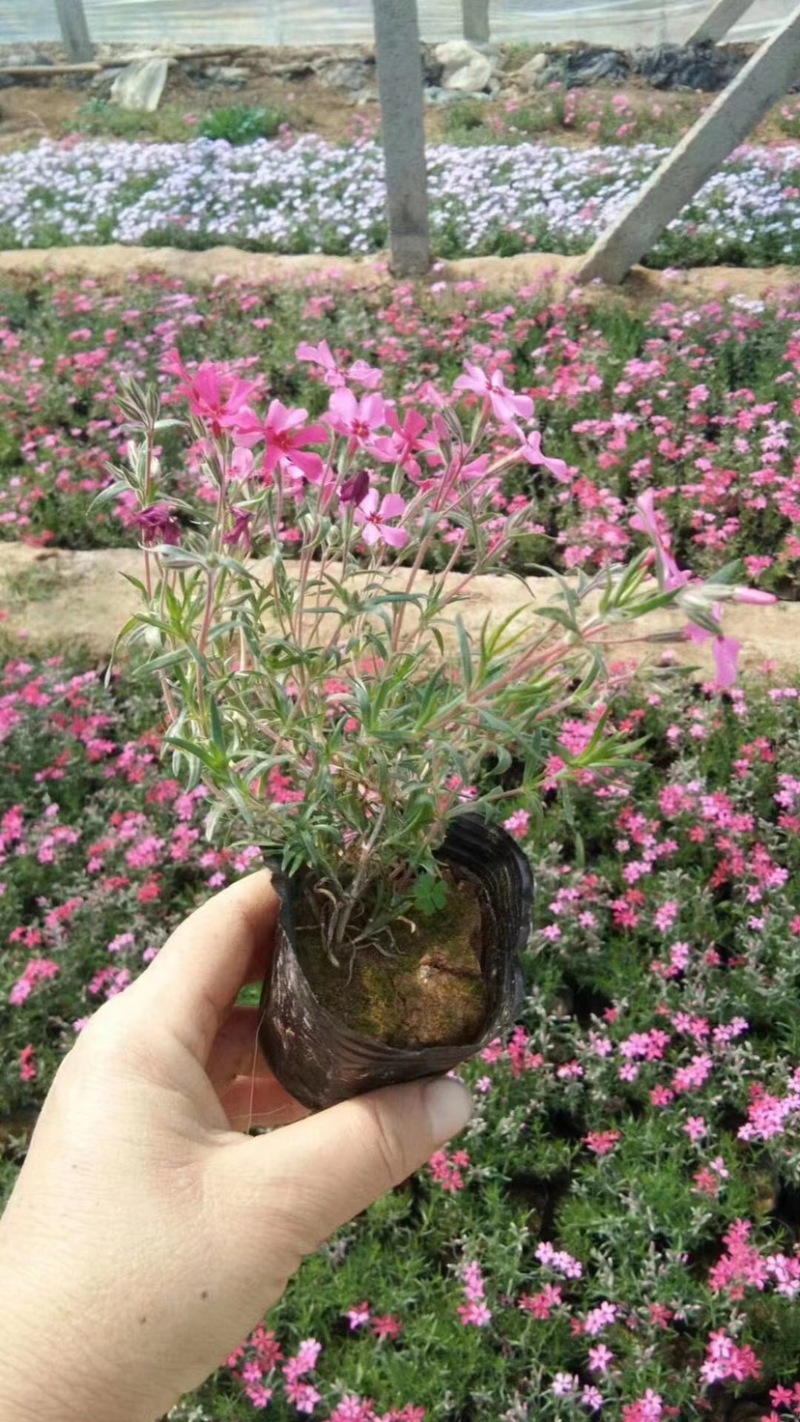 福禄考又名芝樱，多年生宿根花卉，可过冬，货量大，